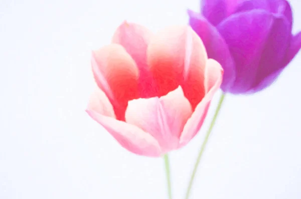 Close Duas Flores Tulipa Coloridas Isoladas Fundo Branco — Fotografia de Stock