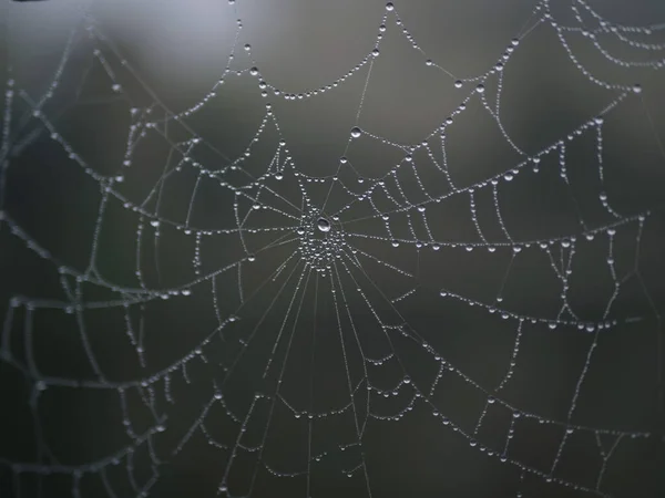 Tiro Seletivo Foco Waterdroplets Uma Teia Aranha — Fotografia de Stock