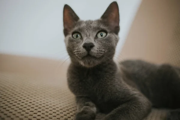 Primer Plano Lindo Gato Azul Ruso Bajo Las Luces Con — Foto de Stock