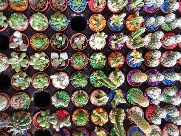 Felső Nézet Különböző Típusú Kaktuszok Fazekakban — Stock Fotó