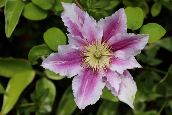 Zbliżenie Ujęcie Pięknych Ogrodowych Kwiatów — Zdjęcie stockowe