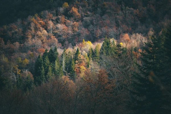 Eine Faszinierende Aufnahme Eines Herbstlichen Waldes Mit Bunten Bäumen — Stockfoto