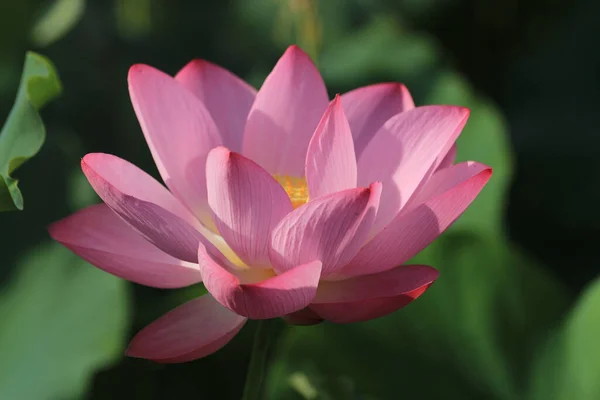Крупный План Розового Цветка Лотоса Полном Расцвете Весной — стоковое фото