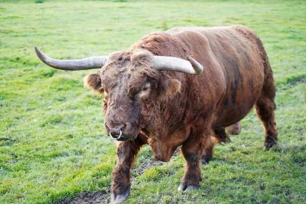 Großaufnahme Eines Bullen Der Auf Der Weide Weidet — Stockfoto