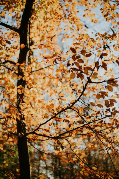 Close Árvores Outono Com Folhas Coloridas — Fotografia de Stock