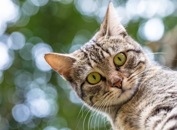 Ένα Κοντινό Πλάνο Μιας Γκρίζας Γάτας Πράσινα Μάτια — Φωτογραφία Αρχείου