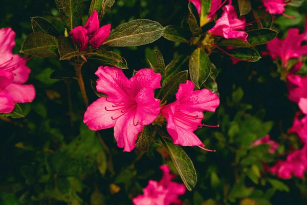 분홍빛 잘리아 꽃봉오리 — 스톡 사진