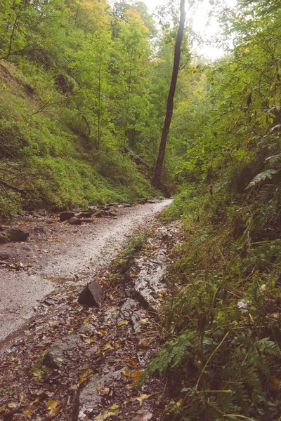 Vertical Shot Pathway Depths Eisenach Forest October — Stock Photo, Image