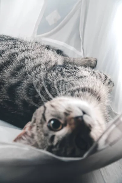 Eine Selektive Fokusaufnahme Einer Niedlichen Katze Die Ihren Besitzer Betrachtet — Stockfoto