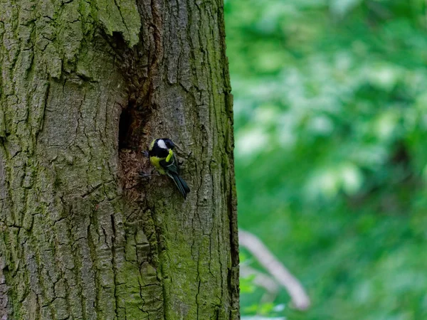 Zbliżenie Małego Ptaka Siedzącego Gałęzi Drzewa — Zdjęcie stockowe