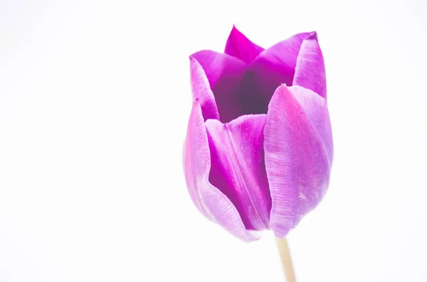 Mise Point Sélective Une Tulipe Violette Sur Fond Blanc — Photo