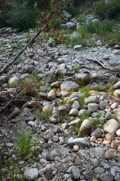 Вертикальний Знімок Зелені Росте Серед Каменів — стокове фото
