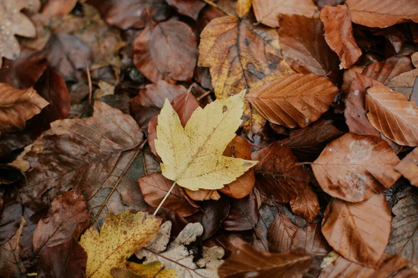Zbliżenie Ujęcie Jesiennych Liści — Zdjęcie stockowe