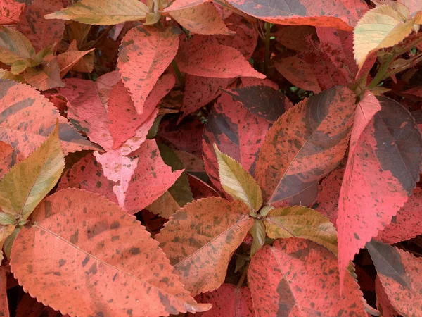 Een Close Opname Van Een Roodbladige Plant Onder Daglicht — Stockfoto