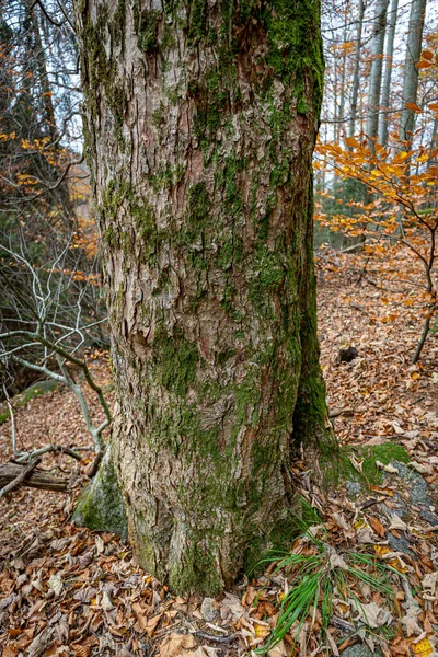 Almanya Kara Orman Yosun Kaplı Bir Ağaç Gövdesinin Dikey Görüntüsü — Stok fotoğraf