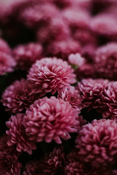 Enfoque Selectivo Flores Crisantemos — Foto de Stock