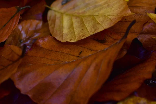 Zbliżenie Ujęcia Jesiennych Liści Lesie — Zdjęcie stockowe