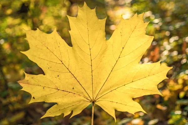 Detailní Záběr Podzimního Listí Lese Dne — Stock fotografie
