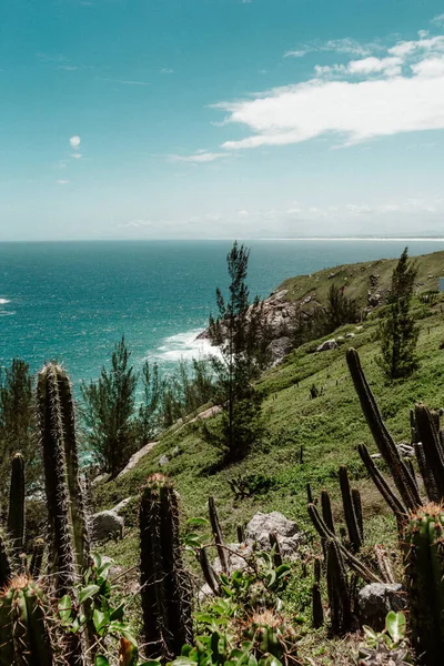 View Cactus Grown Coast Clear Sky Background — Stock Photo, Image