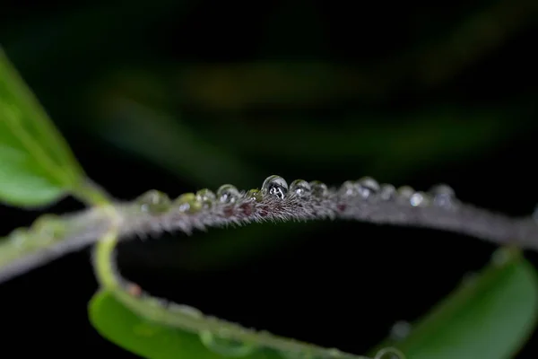 Makro Skott Vatten Droppe Växt — Stockfoto