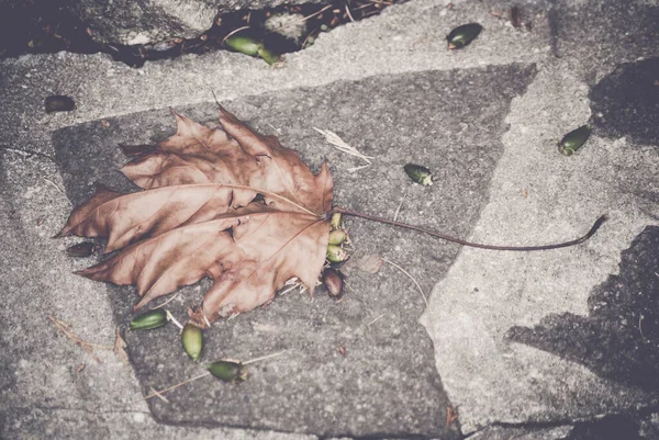 Top View Fallen Brown Leaf Ground Autumn — Stock Photo, Image