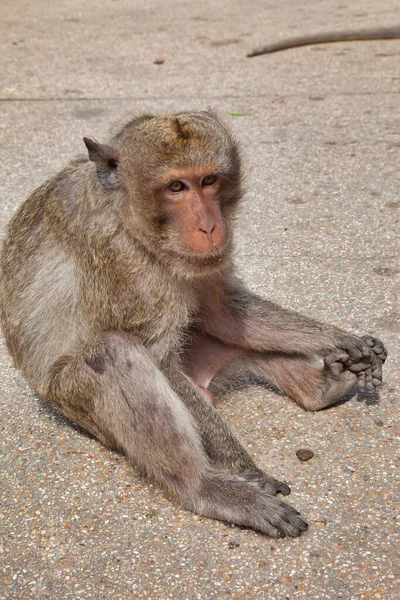 Primer Plano Macaco Rhesus Tailandia — Foto de Stock