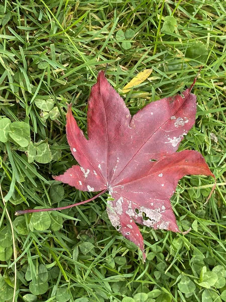 Closeup Top View Pink Red Leaf Grassy Ground — Stock Photo, Image