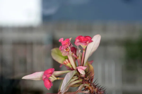 Gros Plan Cactus Succulent Fleurs Avec Fond Flou Dans Jardin — Photo