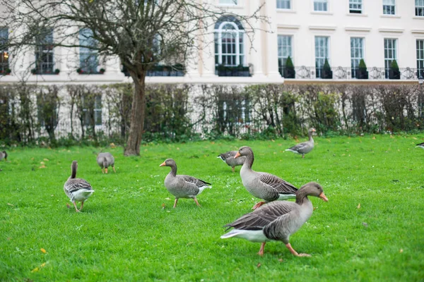 Una Vista Los Gansos Grises Césped Cerca Greenwich Park Londres —  Fotos de Stock