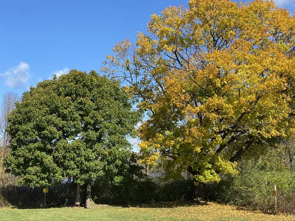 Die Zwei Gelben Und Grünen Bäume Auf Einem Feld Unter — Stockfoto