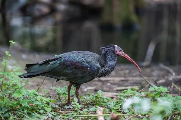 Zdjęcie Bliska Pustelnika Ibis Zamazanym Tle — Zdjęcie stockowe