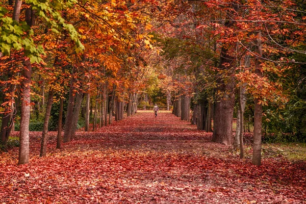 Colpo Alto Angolo Foglie Acero Secche Gialle Una Panchina Legno — Foto Stock