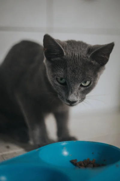 Ένα Κοντινό Πλάνο Μιας Αξιολάτρευτης Γάτας Που Τρώει Γατοτροφή — Φωτογραφία Αρχείου