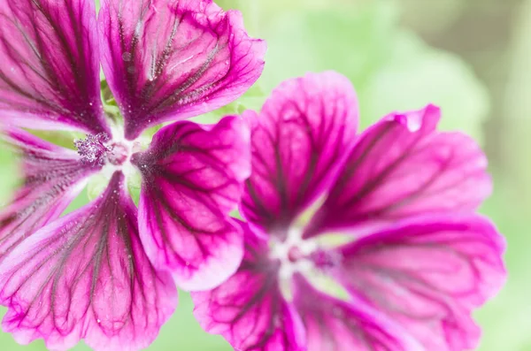 Foco Seletivo Flor Malva Comum Roxo Florescido — Fotografia de Stock