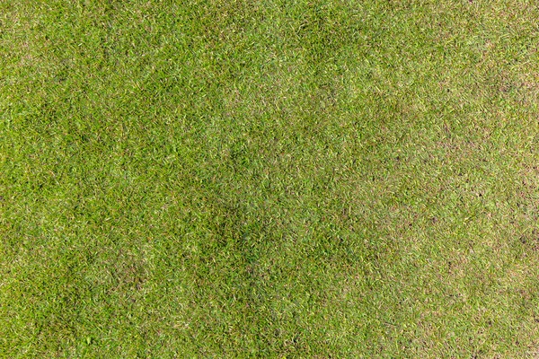 绿色草坪表面的高角镜头 — 图库照片