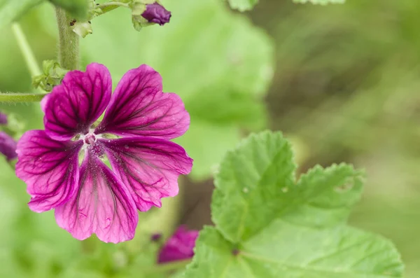 Ett Selektivt Fokus Den Blommiga Lila Vanliga Malva Blomman Trädgården — Stockfoto