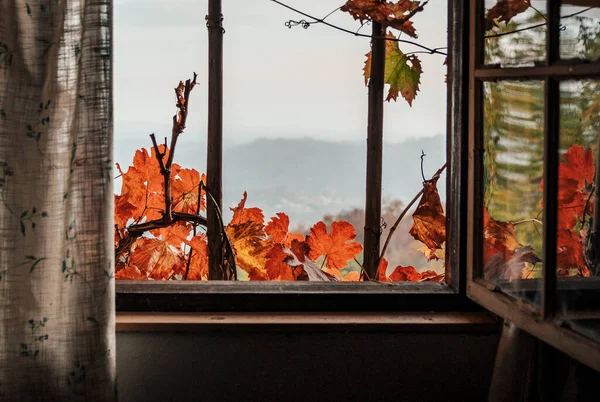 Açık Pencereden Görünen Renkli Sonbahar Yapraklarının Yakın Plan Çekimi — Stok fotoğraf