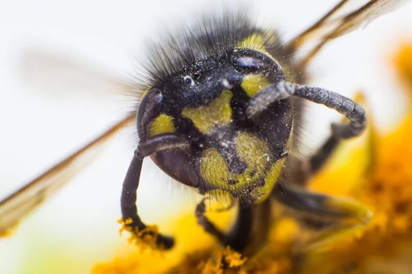 배경에 꿀벌의 — 스톡 사진