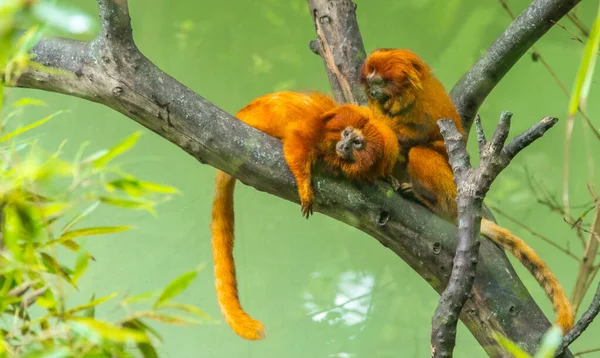 Ένα Κοντινό Πλάνο Δύο Χρυσών Λιονταριών Tamarins Στο Δέντρο — Φωτογραφία Αρχείου