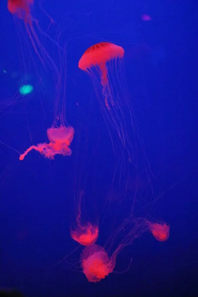 Tiro Vertical Medusas Nadando Oceano Escuro — Fotografia de Stock
