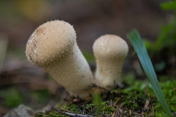 Gros Plan Champignons Sauvages Dans Forêt — Photo