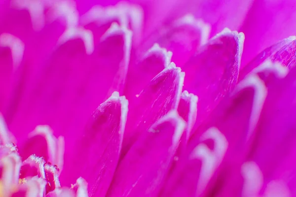 Primer Plano Una Flor Rosa — Foto de Stock