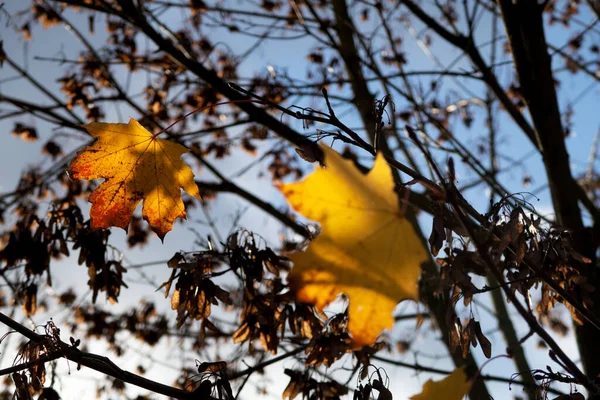 Eine Nahaufnahme Von Ästen Die Von Herbstlich Trockenen Ahornblättern Bedeckt — Stockfoto