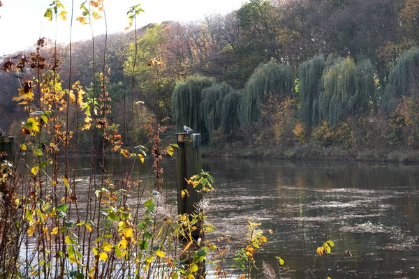 德国埃姆斯河一条平静的伊姆斯河 两岸长满了初秋的树叶 — 图库照片
