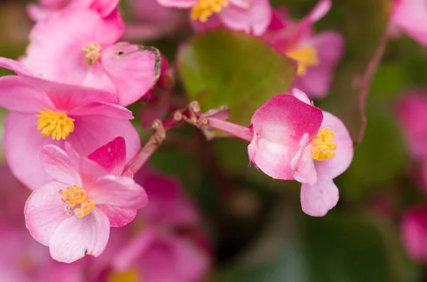 Primer Plano Las Flores Florecidas Begonia Cera Rosa Jardín — Foto de Stock