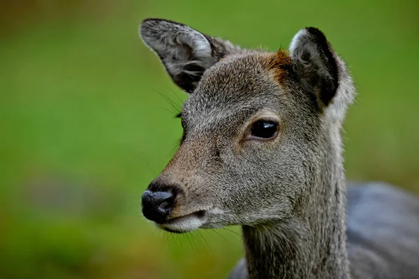 Gros Plan Cerf Dans Une Forêt — Photo