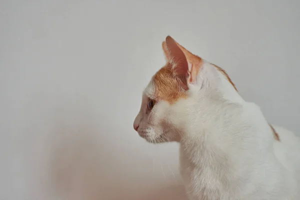 Tiro Foco Seletivo Gato Bonito Sentado Por Uma Parede Branca — Fotografia de Stock