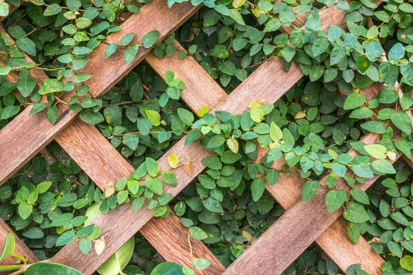 Een Close Shot Van Houten Trellis Met Klimop Plant — Stockfoto