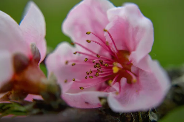 Gros Plan Fleurs Cerisier Fleurs Dans Verdure — Photo