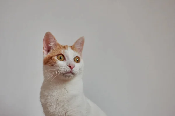 Tiro Foco Seletivo Gato Bonito Sentado Por Uma Parede Branca — Fotografia de Stock